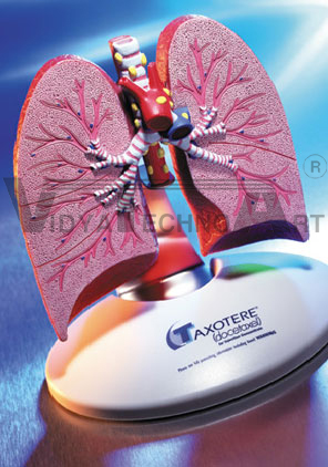 Healthy Lung Model